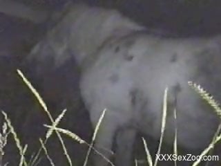 Mare pussy getting wrecked by a large human cock