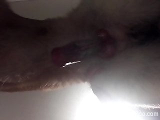 Appealing animal getting freaky in a porn movie