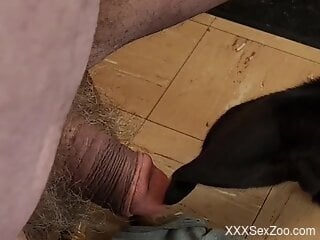 Dude is ready to let the pet lick that boner