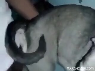 Dude is banging the animal from behind why not