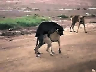 Zoo Zoo Sex Porn